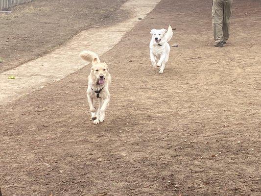 Partners Dog Park