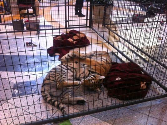 Tigers in the mall? Cool