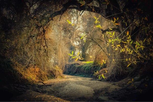 Kaweah Oaks Preserve