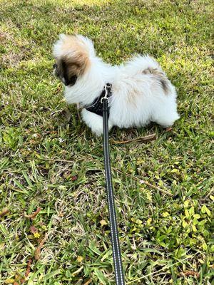 My pups first grooming.