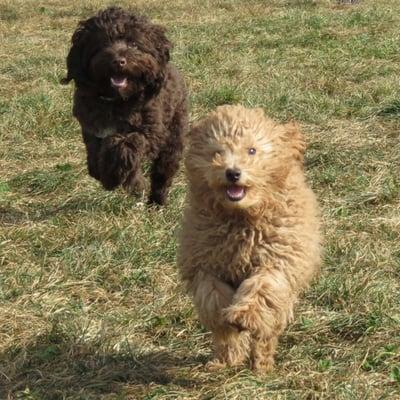 Pedro and Apollo, running REAL FAST at Fort Mason.