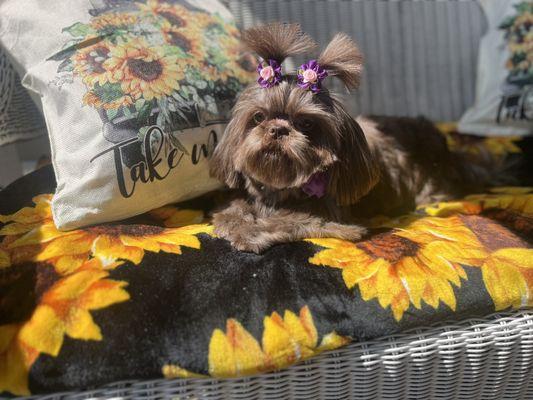 Groomed by Pups Unlimited ! My beautiful chocolate Shih Tzu, also purchased from here.