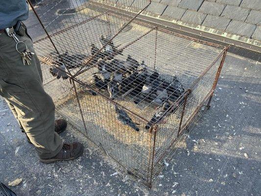 pigeon removal from commercial facility