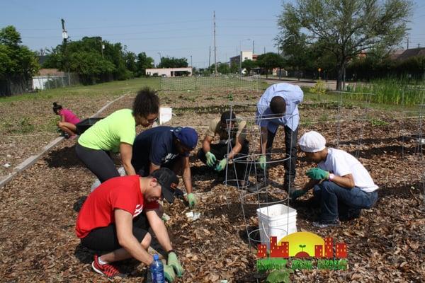 Volunteers maintaining the garden