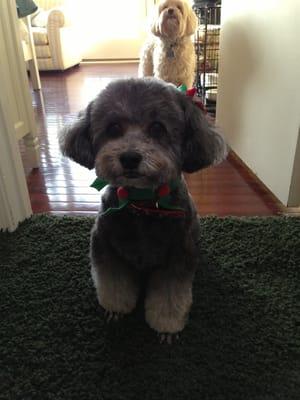 My grey poodle with Alicia's puppy cut. Our jealous boy, Teddy, in the back wishes he had just gotten pampered!