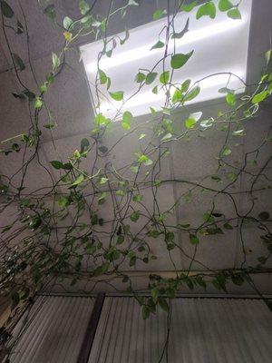 These plants adorn the ceiling of the treating room.