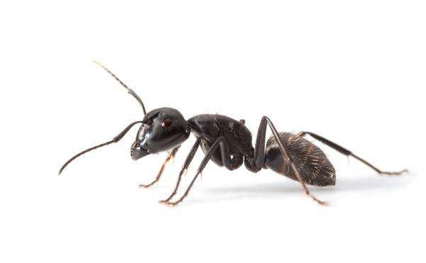 Ants are small, but mighty in numbers, and resilient to DIY treatments. Our pestfree365 plan controls ants, as well as 36 other pests.