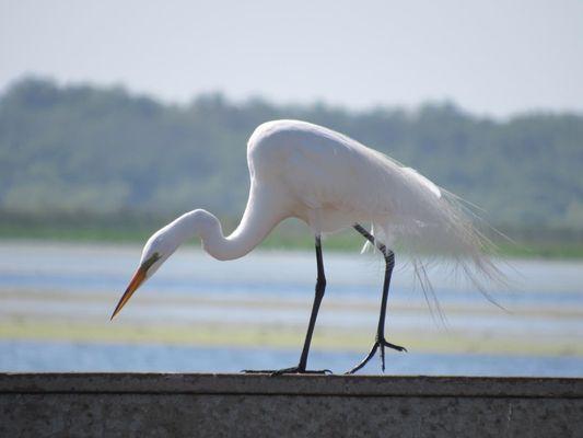 Kissimmee Lakefront Park