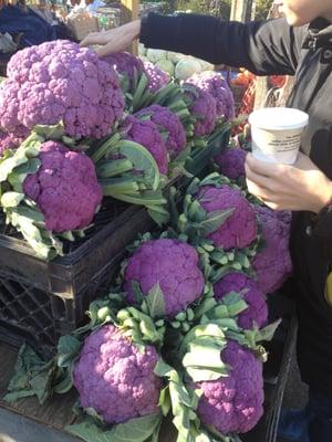 Beautiful Purple Cabbage