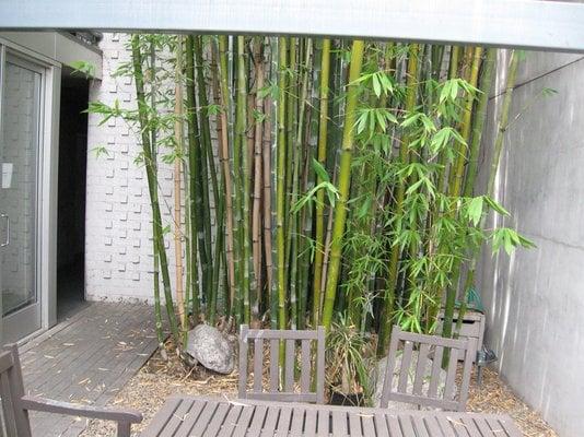 The inner courtyard and entrance to the studio on the left