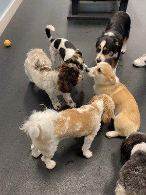 Puppy daycare!