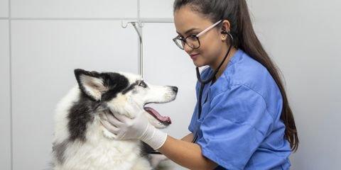 FAQ About Dog Vaccinations