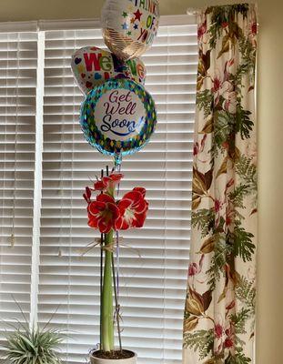 Amaryllis with Balloons