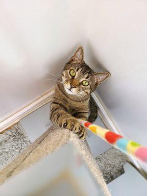 Playtime at the scratching post  (King Mack)