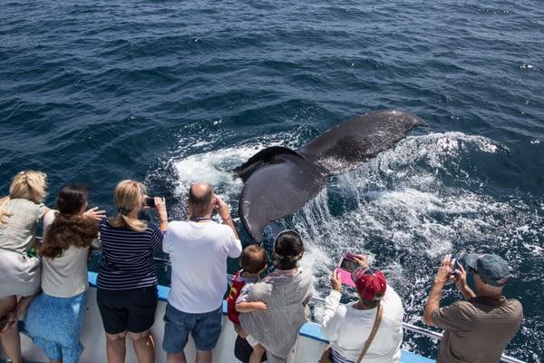 Whale viewed on whale watch cruise