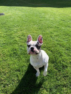 My 1.5 year old frenchie