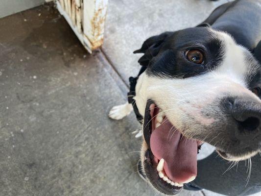 Happy healthy dog waiting outside for it happy healthy momma.