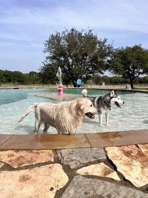 Our doggos at the pool