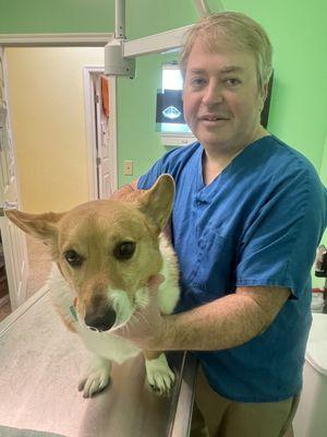 Corgi with us for a dental cleaning