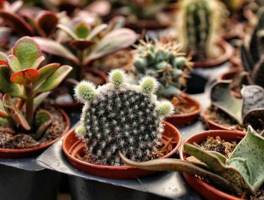 Cacti and succulents