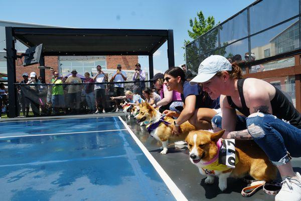 Corgi Races