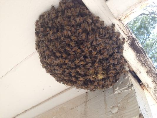 Bee hive on carport eaves