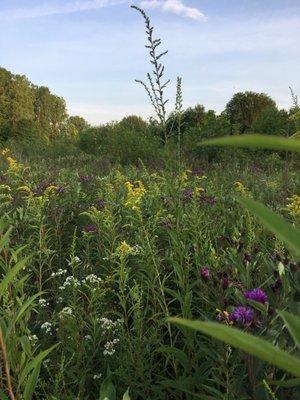 Wildflower field