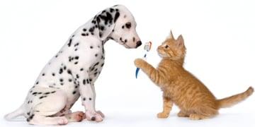 OCTOBER PET DENTAL SPECIAL:  *** Receive $20 off on your Pets Dental Cleaning.  ***Trifexis- Receive free dose and rebate.