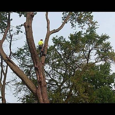 Big East Tree Services