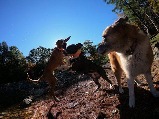 Boston Outdoor Canine Adventures