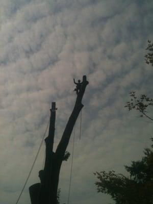 A large lightning struck oak we took down in the Rhodes College area.