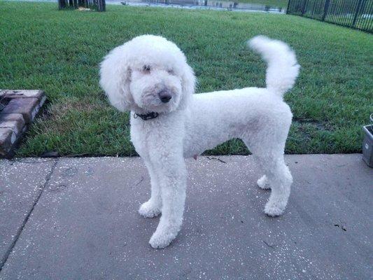 Sophie Hannah mom. She's all muscle large Golden Doodle(Pic can be deceiving:)