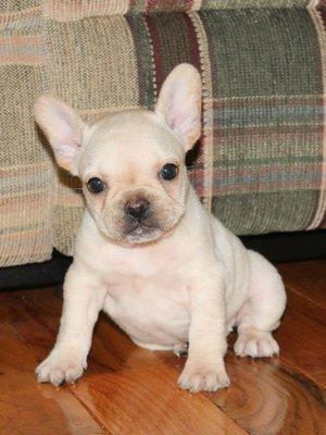 Tinker Adorable Little French Bulldog Girl!