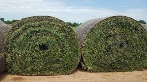 Mega Rolls of Sod for Commercial Installation.