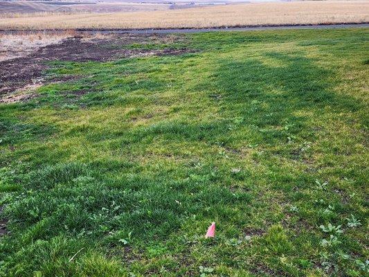 Patchy lawn. No defined edge of lawn which should be where the sprinklers are (pink flags)