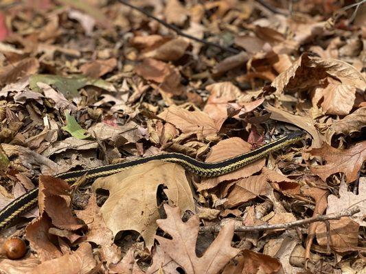 Snake Den State Park