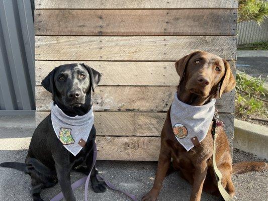 Stevie and Bailey at Dogtopia of southbay