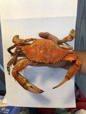 A Very nice jumbo crab