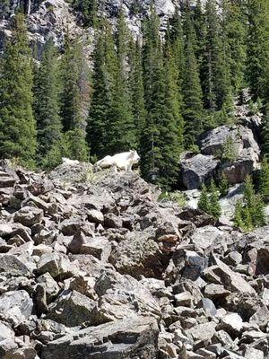 Mountain goats on the side of the bike trail.