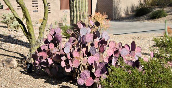 Purple cactus