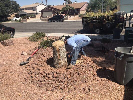 Tree Removal