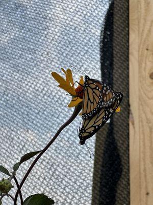 Monarch butterflies