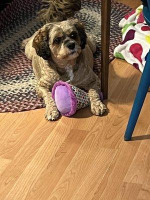 Chewbacca with his birthday toy!