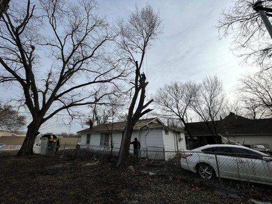 Tree removal