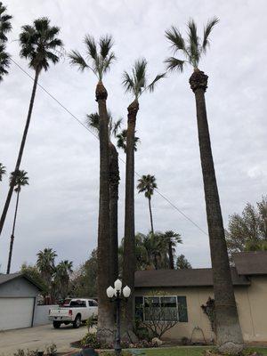 Trim in Mexican fan palms