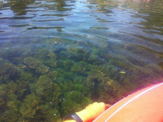 The water is so clear