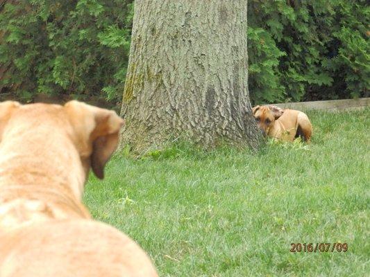 Two of our pups ready to play chase