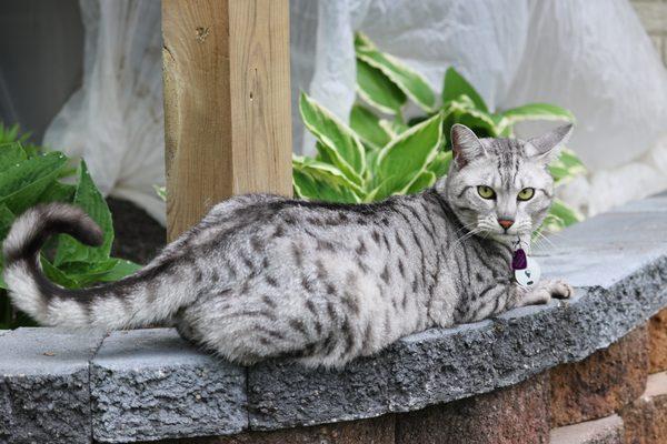 Stitch (Egyptian Mau)