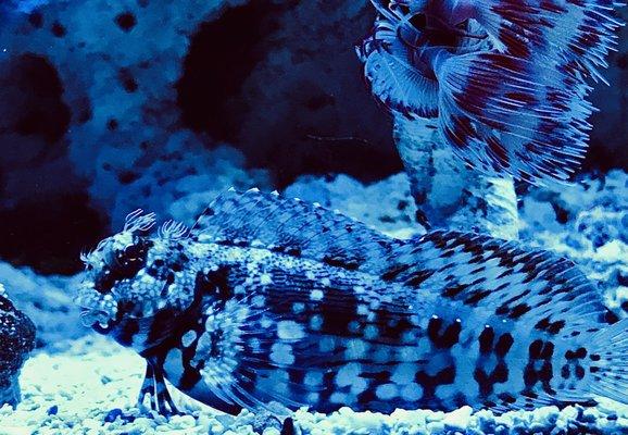 Algae blenny