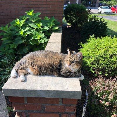 Their clinic cat Wilbur